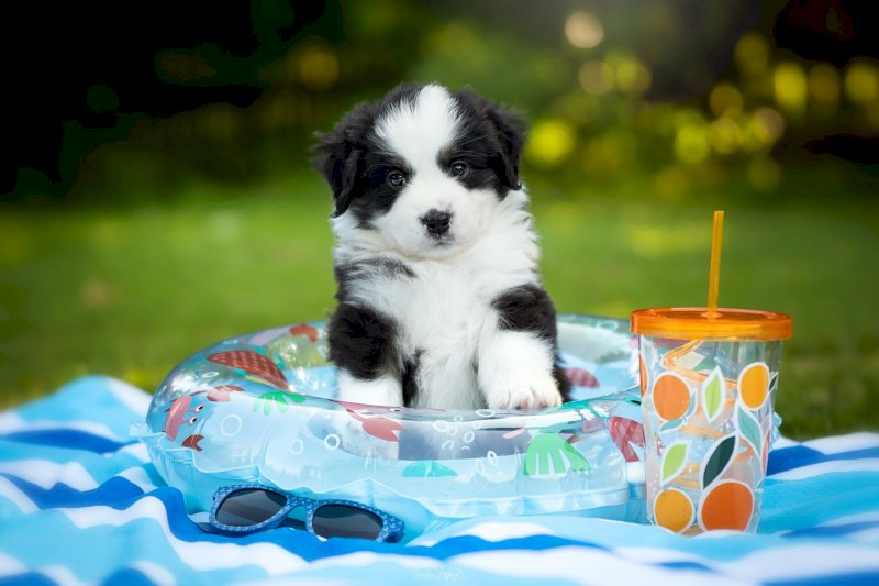 PUPPY PILATES